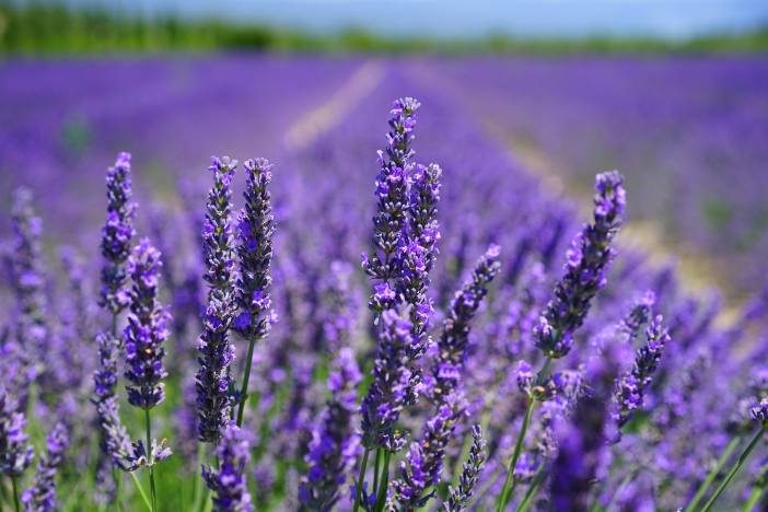 lavender-flowers